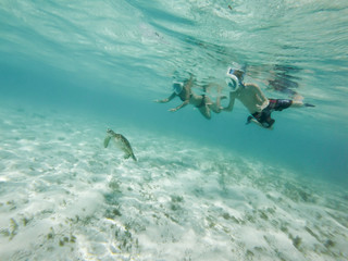 nager avec les tortues dans les Antilles