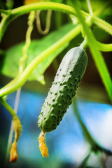 freshly grown cucumbers on the branches in the greenhouse. The harvest of fresh vegetables