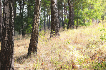Fototapeta premium Piękne brzozy w lesie wczesną jesienią