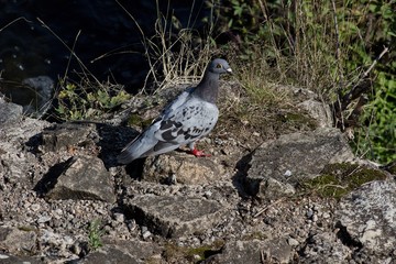 purebred pigeon with red ring on leg