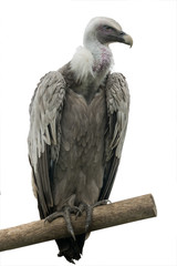 vulture