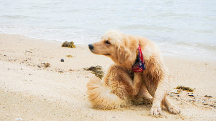 cute dog golden retriever scratching on beach funny pose