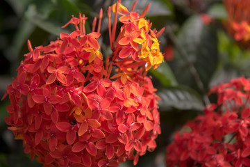 Red flower on a green background. In the tropical garden.