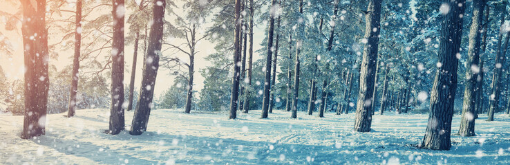 Pine trees covered with snow on frosty evening. Beautiful winter panorama