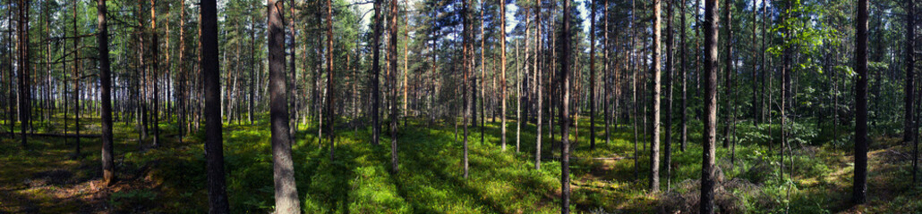 pine forest with flower meadow. background panorama
