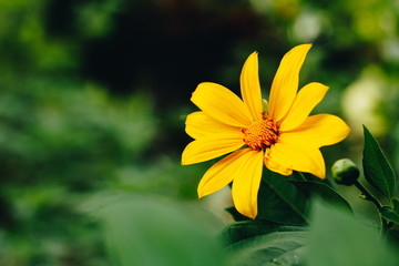 Mexican sunflower