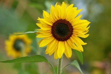 Big yellow sunflower with little sunflower in the background