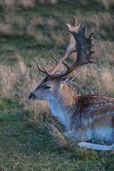 Fallow deer