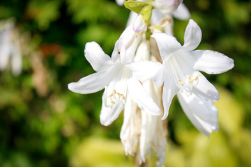 White Flower close-up 