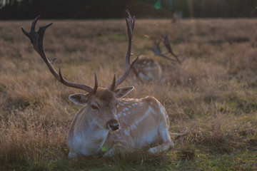 Fallow deer