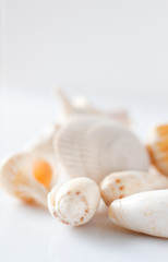 Sea Shell close-up