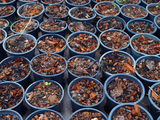 Stacked old dirty black plastic plant pot, orderly arranged, top view perspective, black soil, dry coconut shell dusk pieces, young plant tree sprout growing background