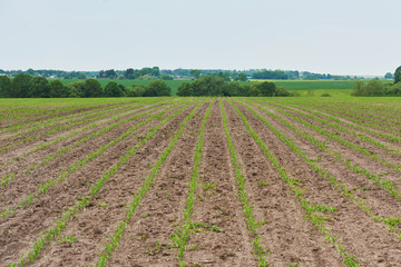 Corn field: young corn plants growing in the sun