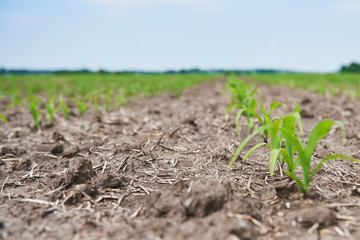 Corn field: young corn plants growing in the sun