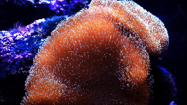 Leather coral Sarcophyton in a aquarium, Lederkoralle
