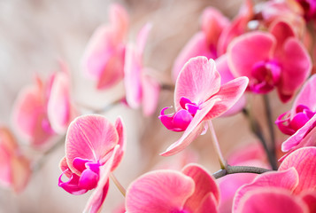 Fototapeta na wymiar Beautiful pink orchid , Phalaenopsis orchid