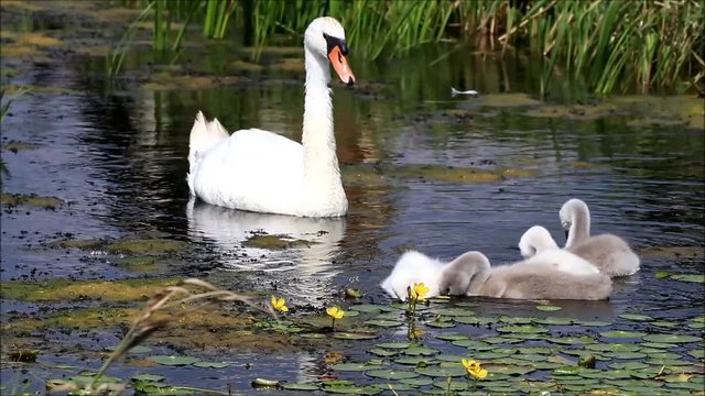 swan family searching feed in a small water ditch
