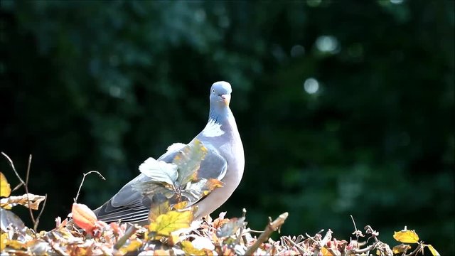 pigeon eating bird seed
