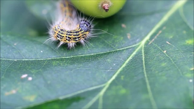 caterpillar on green acorn, Phalera bucephala

