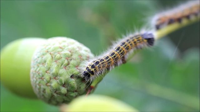 caterpillar on green acorn, Phalera bucephala
