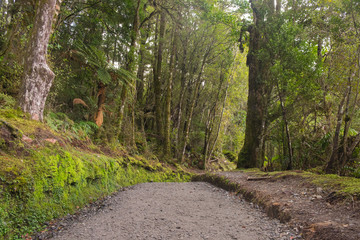 Part of Franz Josef glacier, New Zealand