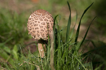 Seta. Lepiota.