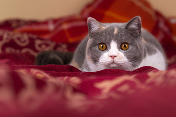 BKH Tricolor Katze im Bett