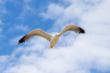 Fototapeta premium Gaviota volando