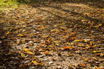 Hojas secas. Otoño