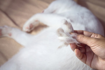 hand holding a pile of cat hair loss with blur white cat sleeping on bed in background ,people with allergy from hair cat and health care concept 