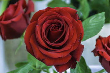 rose