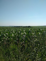 Fototapeta na wymiar Ukraine. Ternopil region. Corn fields.