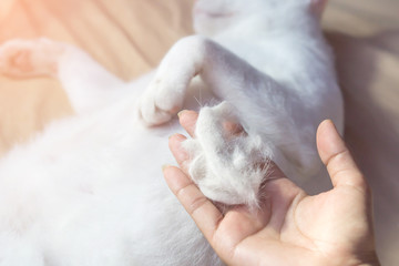 hand holding a pile of cat hair loss with blur white cat sleeping on bed in background ,people with allergy from hair cat and health care concept 
