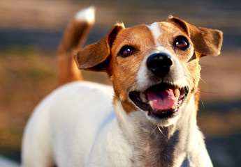 Jack Russell Terrier outdoors