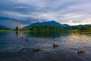 Fototapeta na wymiar Ducks on the lake before the storm