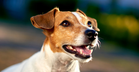 Naklejka na ściany i meble Jack Russell Terrier outdoors