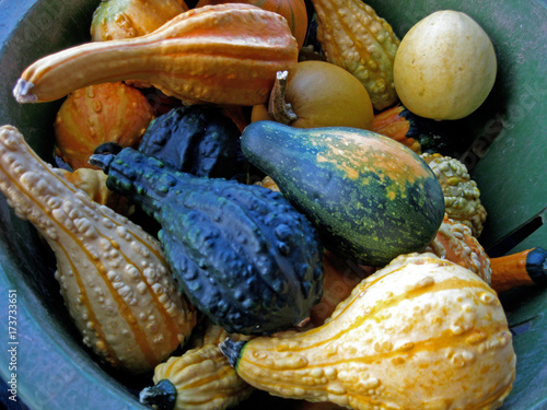 “Warty gourds for Fall and Thanksgiving decorating.” Stock photo and