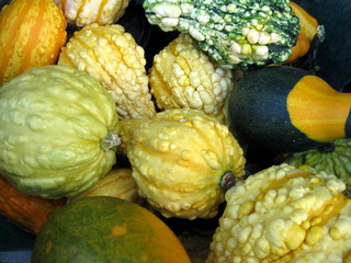 Small warty gourds for fall and Thanksgiving decorating.