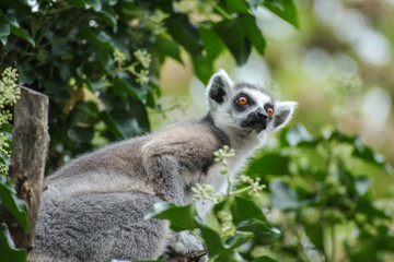 Face lemur catta in tree