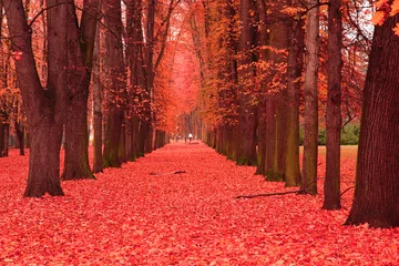 Photo sur Plexiglas Automne chemin dans le parc d& 39 automne