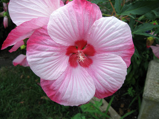 Closeup of a pink and white hibiscus flower.