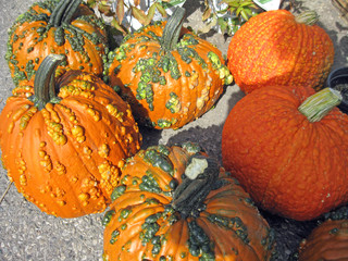 Warty pumpkins for Fall, Thanksgiving and Halloween decorating.