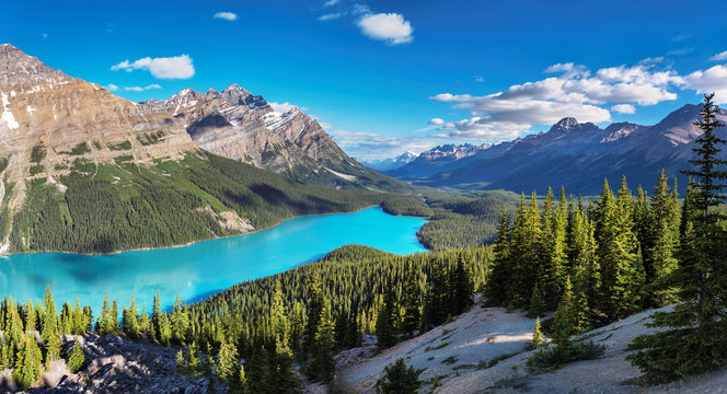 Panoramic view of turquoise Lake Peyto with surrounding snow-covered mountains and forest in the valley during sunny summer day, Banff National Park, Canadian Rockies, Canada. 