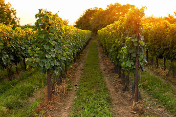 Fototapeta na wymiar Evening view of the vineyards. Toned at sunset