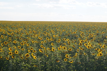 Fototapeta premium flower