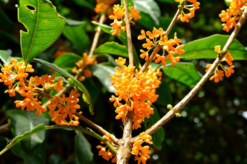 キンモクセイ/典型的な秋の花で強い芳香がある。枝に密着た小さい花が咲く。開花期間が1週間程度で晴天時に撮ることが難しい。