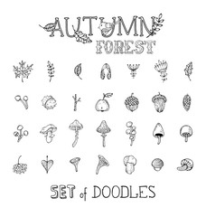 Vector doodles set of autumn forest plants and seeds.