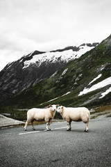 Vertical portrait of two sheep standing on the road with high mountains covered with snow in Norway