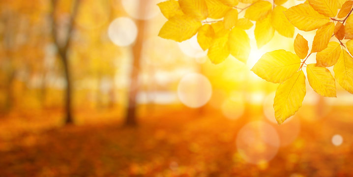 Autumn leaves on sun