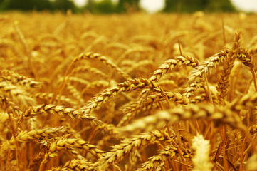  ears of wheat